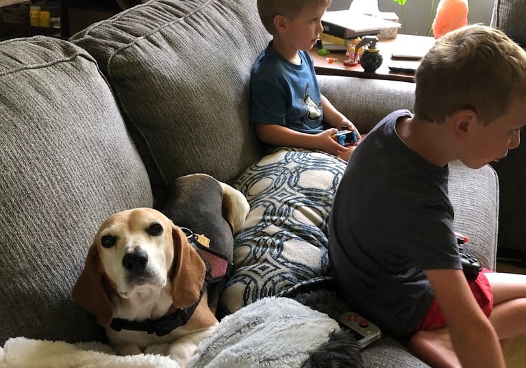 dog boarding Maryville TN Home to Roam