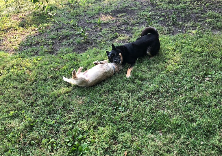 dog boarding Maryville TN Home to Roam