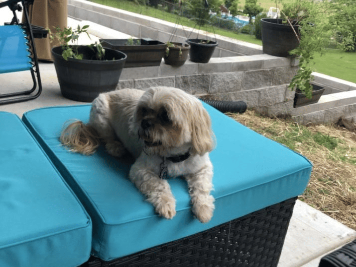 a dog sitting on a patio with a blue couch