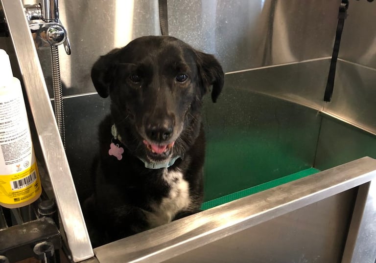 a dog sitting in a dog wash station