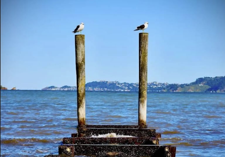 Commercial cleaning Petone Clean Planet Wellington