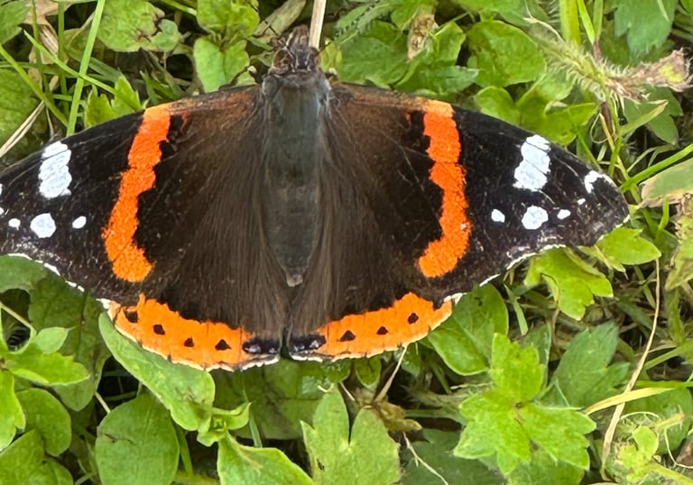 Red admiral butterfly spotted on Old Brickfield butterfly survey