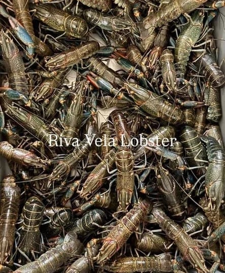 Transparansi stok lobster air tawar Riva Vela untuk kepastian suplai dan menu musiman