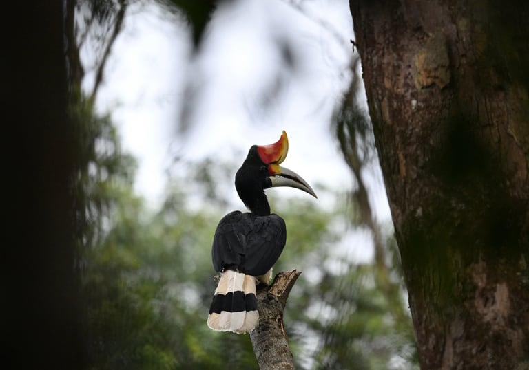 Birds of Sumatra