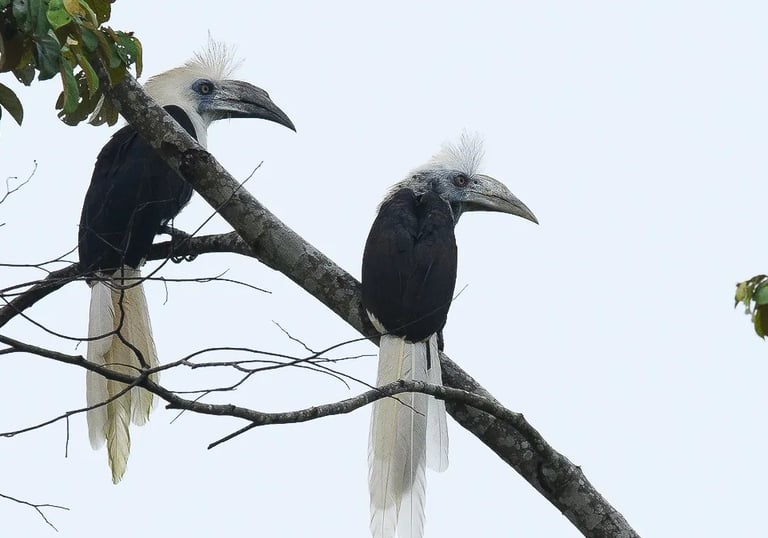 Birds of Sumatra