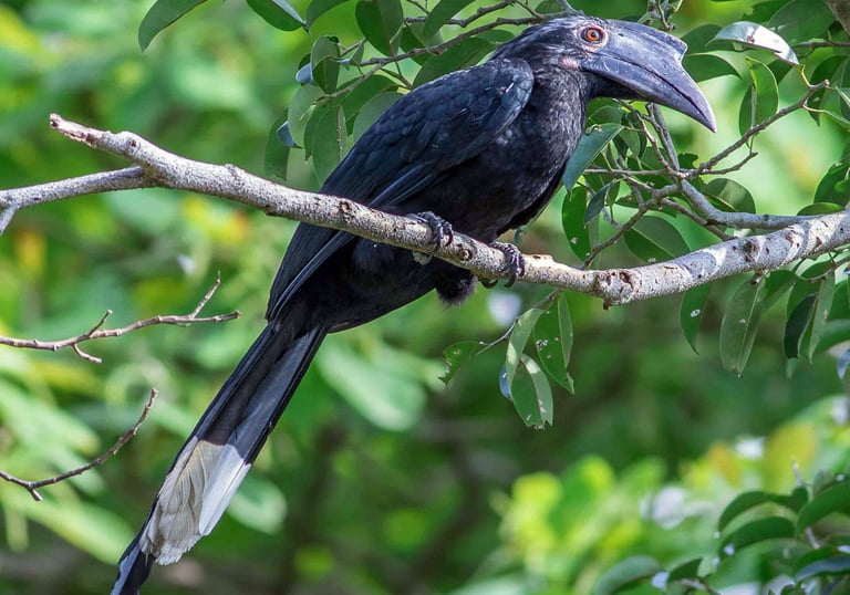 Birds of Sumatra