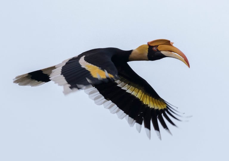 Birds of Sumatra