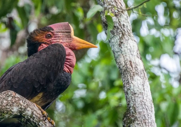 Birds of Sumatra
