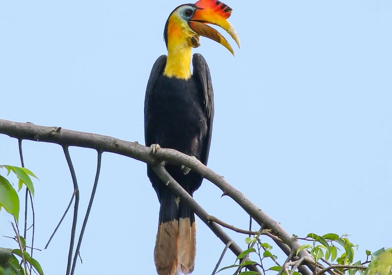 Birds of Sumatra