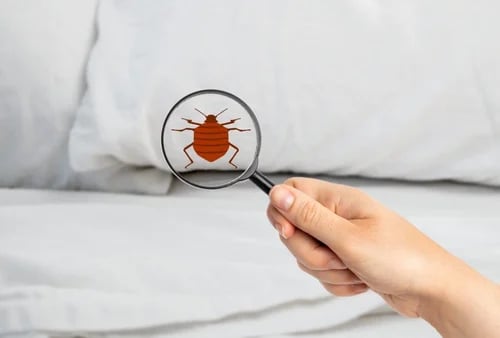 bed-bugs-management-service-modren-insect-killer