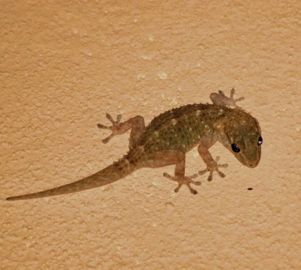 lizard-control-services-modern-pest-control