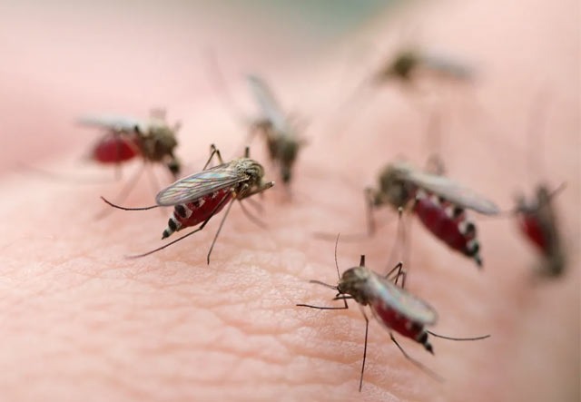 mosquitoes-management-service-modern-insect-killer