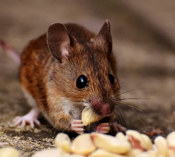 rodent-control-service-modren-insect-killer