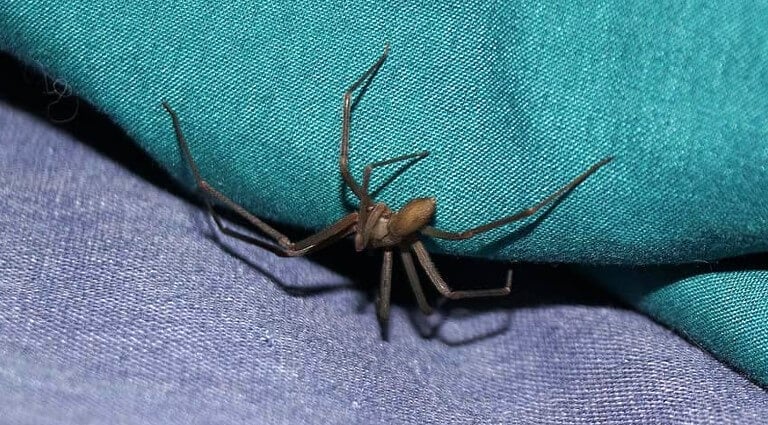 spider-control-modern-insect-killer