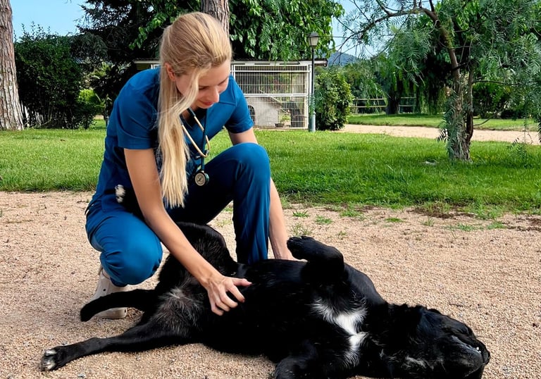 visita veterinaria a perro a domicilio