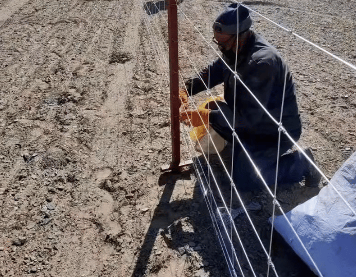 Worker installing cattle fence net outdoors: Securing white galvanized cattle fence net to metal pos