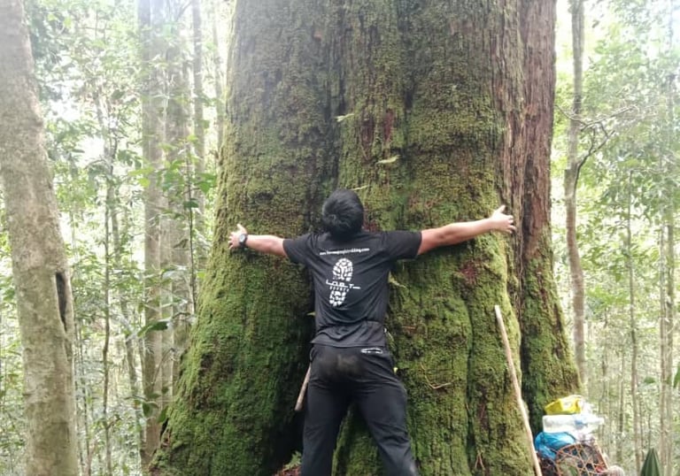 Local guide embracing a giant ancient rainforest tree during trekking experience in Borneo.