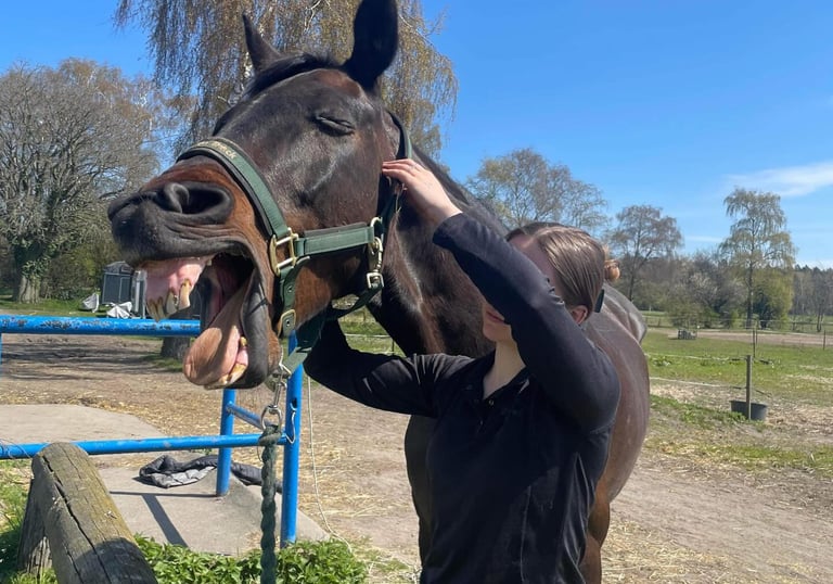 Hesteterapeut interagerer med en rolig hest som en del af dyreassisteret terapi på Bornholm