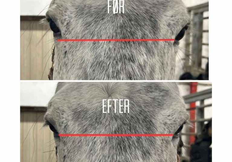 Hesteterapi bornholm