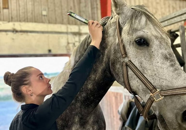 Hesteterapeut Laserterapi til hest