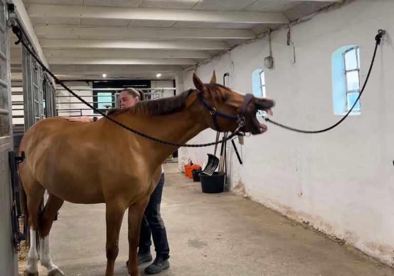 Hesteterapeut på Bornholm leder hest og klient gennem en terapiøvelse i rolige omgivelser