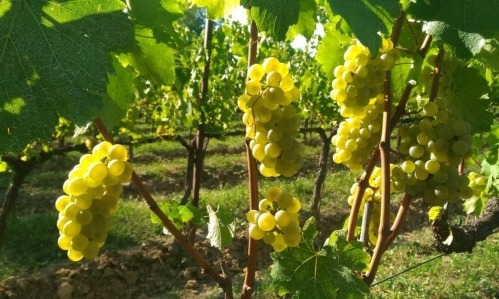 Vigneti della Franciacorta