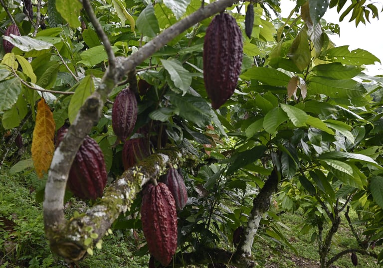 Ripe purple cacao pods hanging from a tropical cocoa tree on a lush plantation.