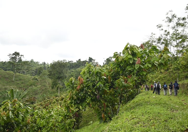Hikers walking through a sustainable cocoa farm plantation in a lush tropical rainforest.