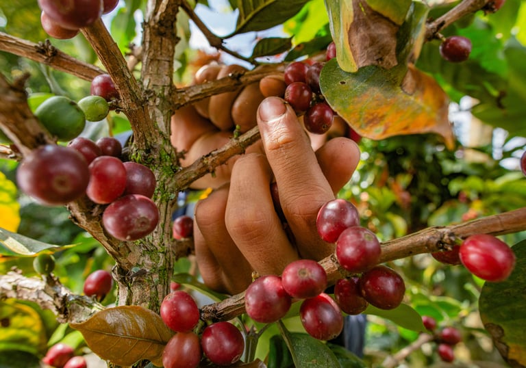 A worker's hand harvesting ripe red coffee cherries from a lush green coffee tree branch.