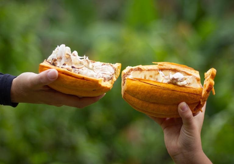 Hands holding a split-open yellow cocoa pod revealing fresh white cacao beans inside.
