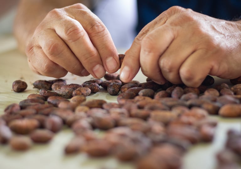 Hands sorting raw organic cocoa beans during the chocolate production process.