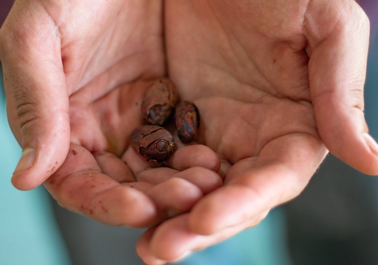 A person holding raw organic cacao beans in their cupped hands for chocolate production.