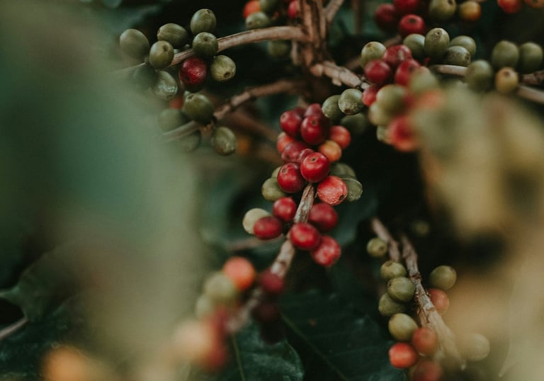 Close-up of ripe red and green coffee beans growing on a branch of a coffee plant.