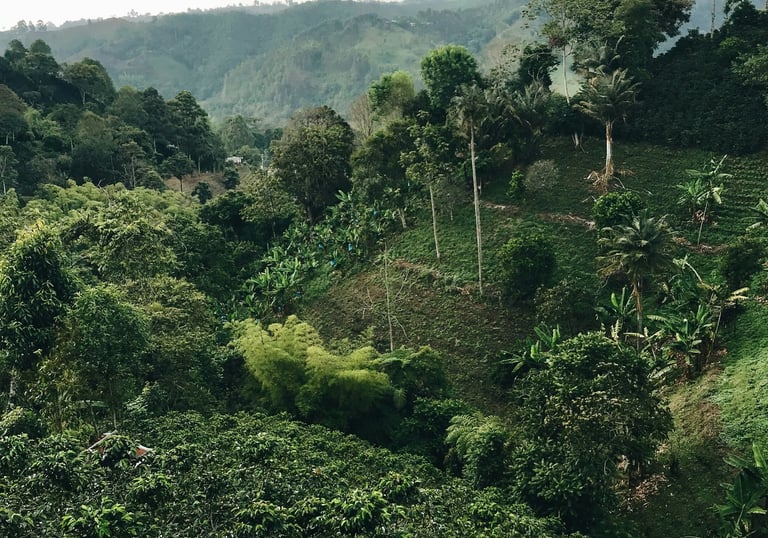 Lush green coffee plantation and tropical trees on a misty hillside landscape under a cloudy sky.