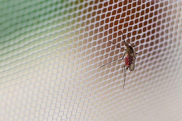 Technician carefully fitting a mosquito net frame on a residential window in Bangalore.