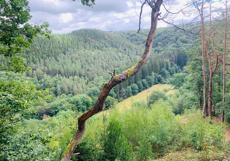 Ninglinspo, 7km, Trail