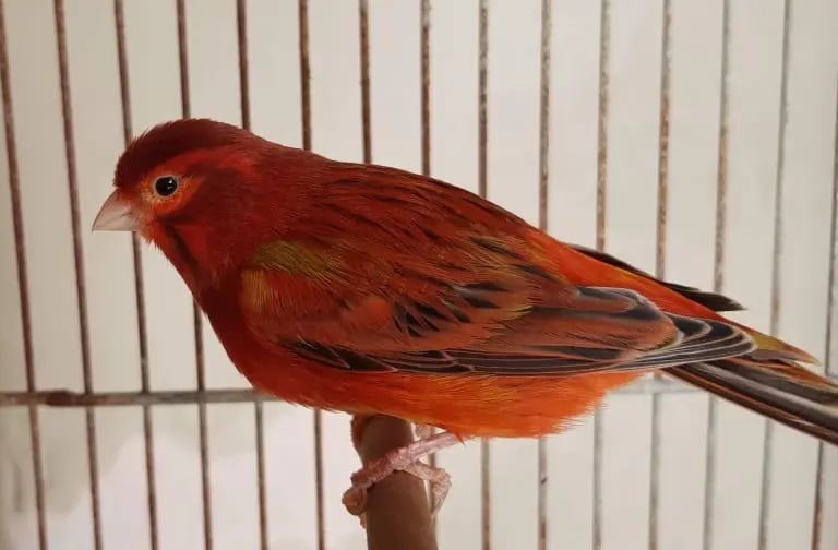 canario agata rojo intenso