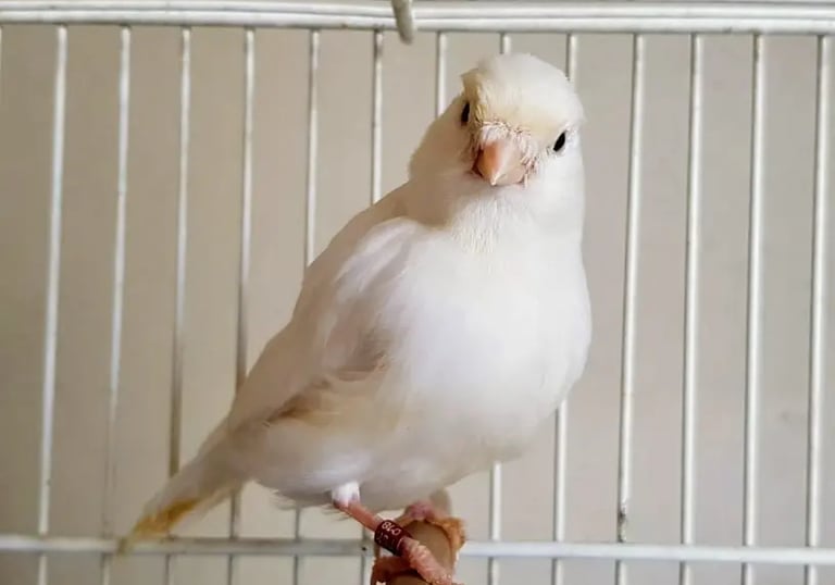 canario blanco rescesivo