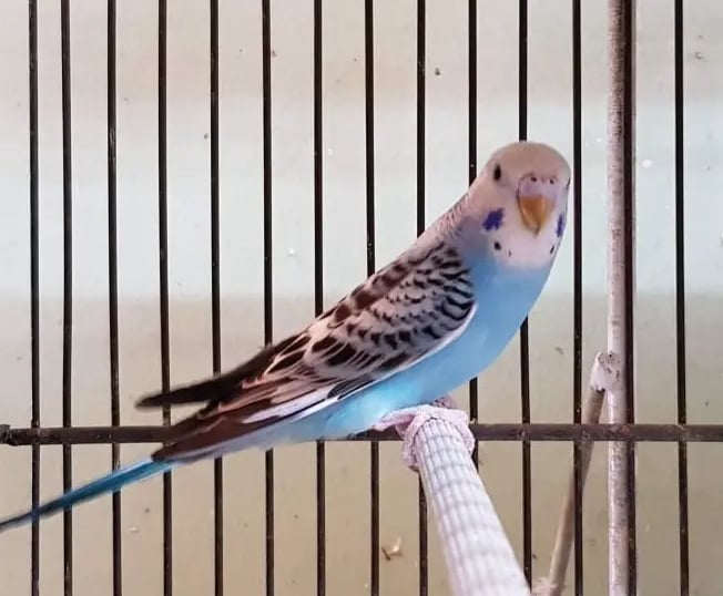 cotorrita australiana