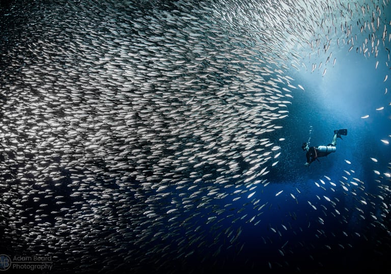 Diver in shoal of fish in Moalboal photo by Adam Beard
