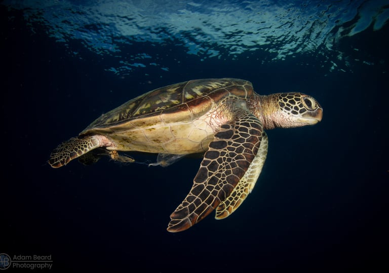 Turtle underwater photo by Adam Beard