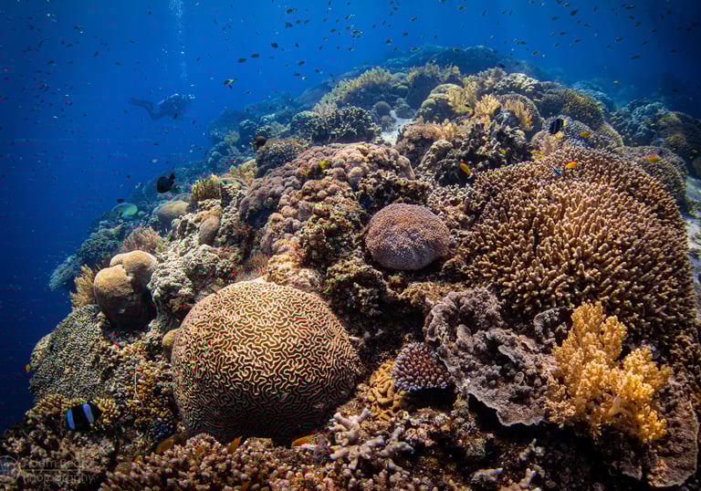 Tubbataha National Park Reef with diver