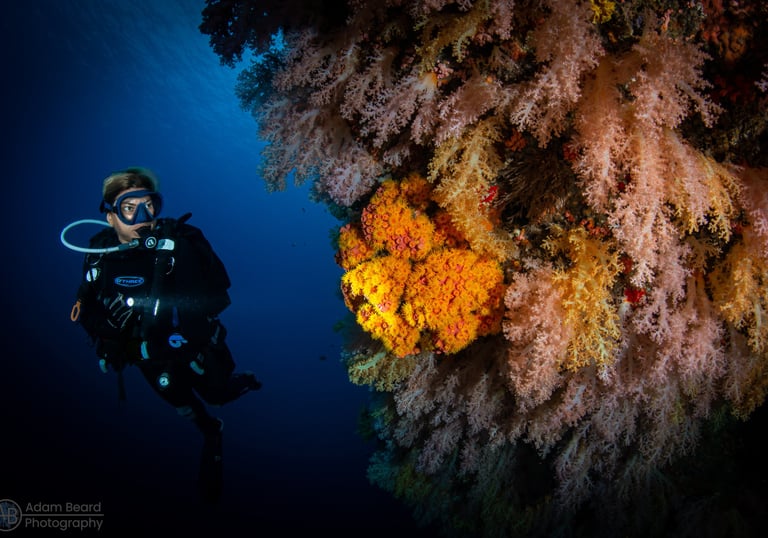 Corals wall with diver in philippines photo by Adam Beard