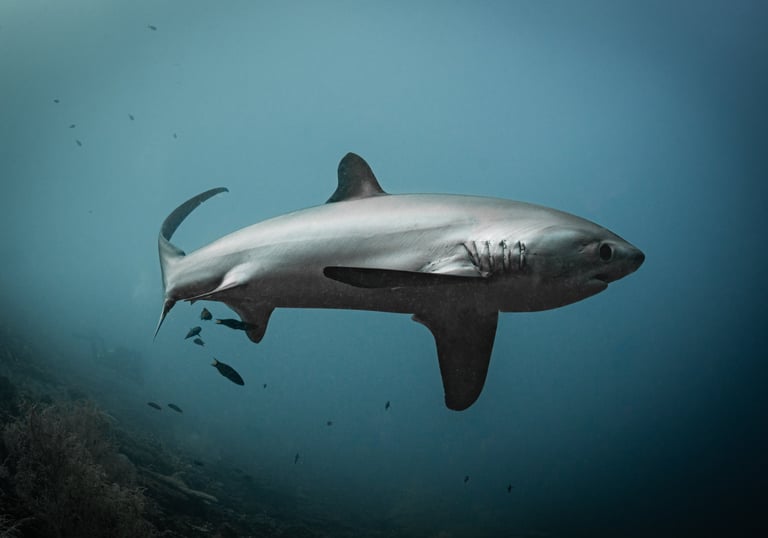 Thresher shark photo by Adam Beard