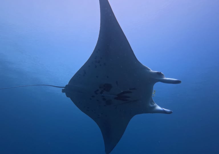 Manta at Manta Bowl in Ticao Pass