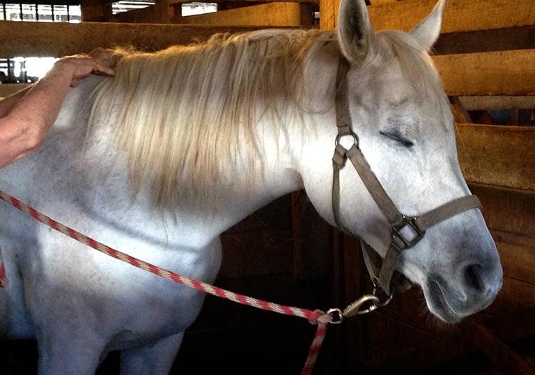 Relaxed Arabian horse with her eyes closed during a session with Danna Antoine, Equine Bodyworker. 