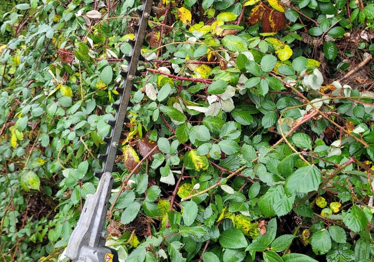blackberry bush with hedge trimmers across the vines