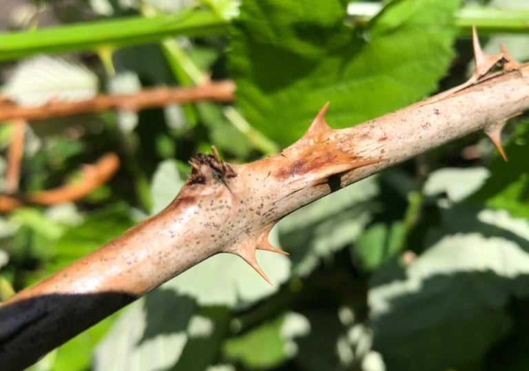 Blackberry bush sharp thorn.