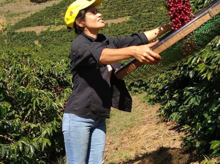 A Colombian coffee farmer sifting fresh red coffee cherries on a hillside plantation.
