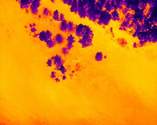 thermal waterfowl count